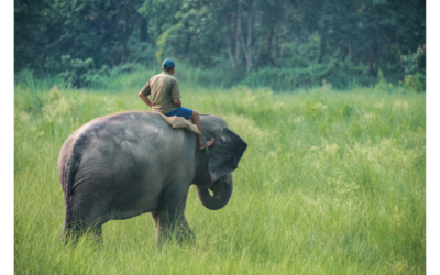 The Elephant and the Rider